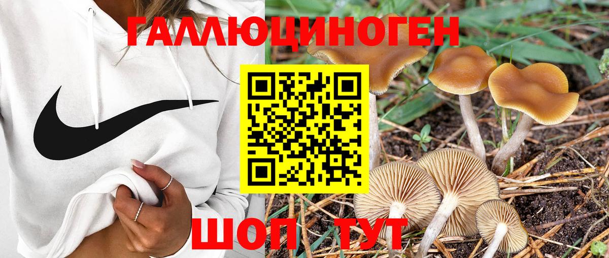 Псилоцибиновые грибы Psilocybe Медногорск